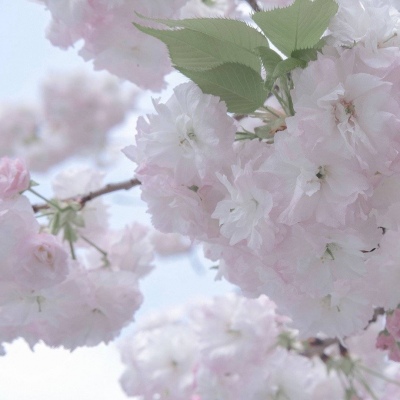 Furry绘画光影解析福瑞交流群